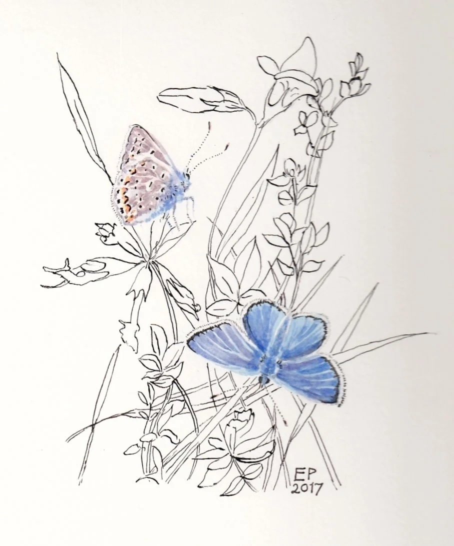 Common Blue butterflies, Bowesfield reserve. Common Blue butterflies, Bowesfield reserve.