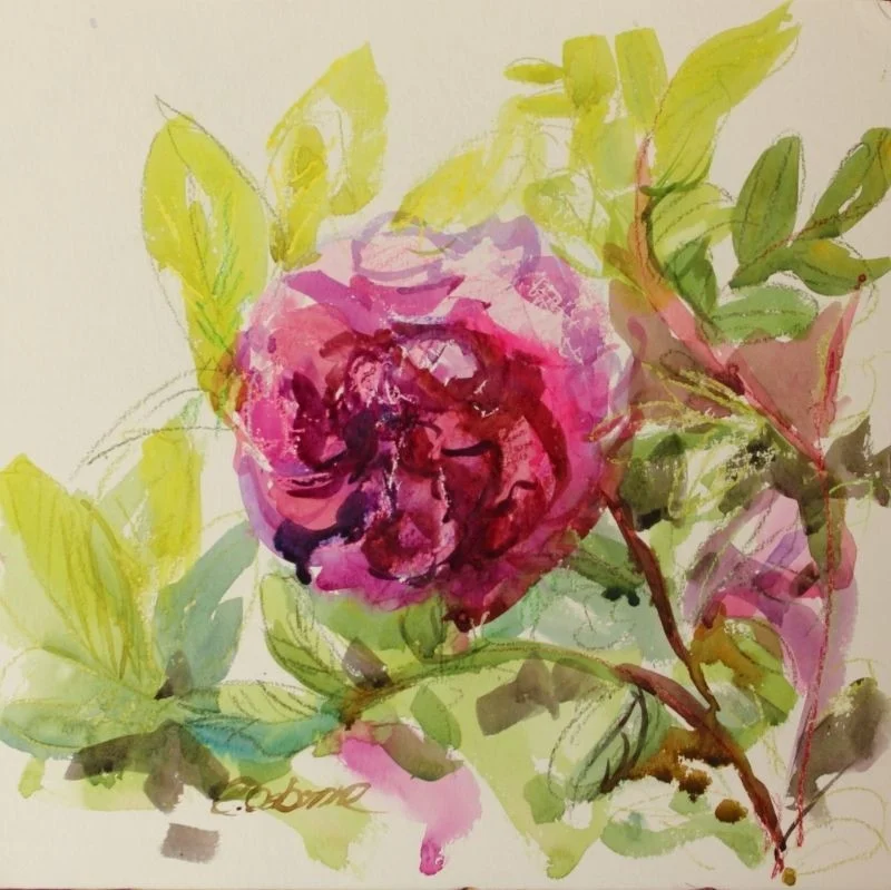 Rugosa Rose Rugosa Rose