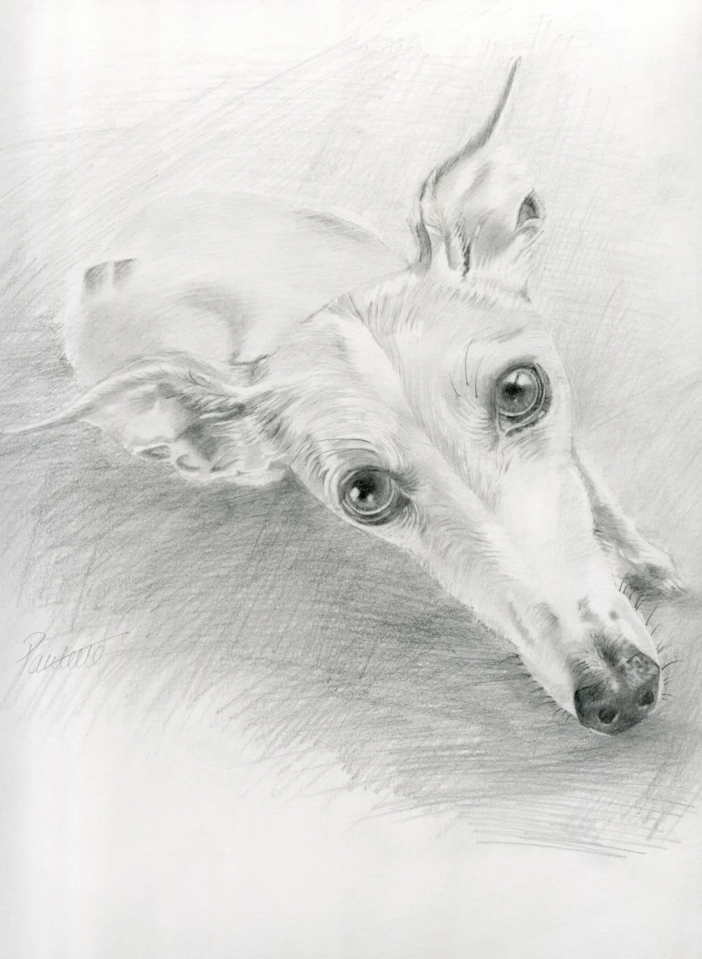 That Whippet Look! That Whippet Look!
