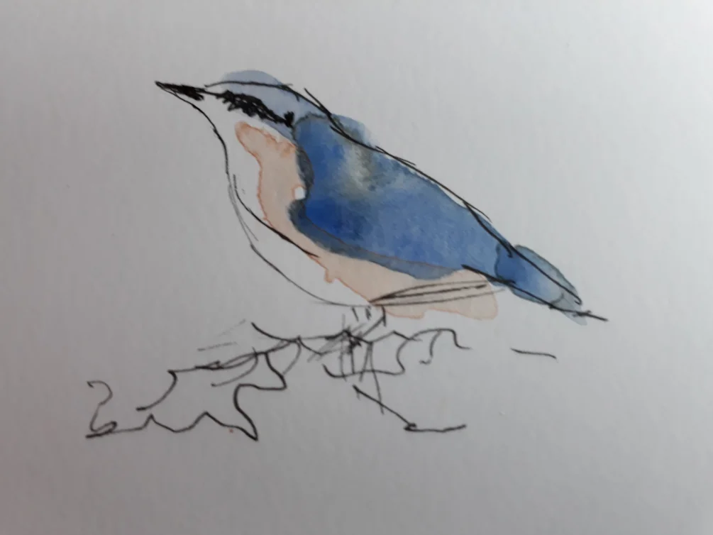 Nuthatch Nuthatch