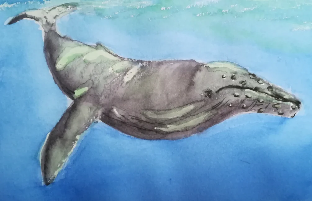 Humpback Whale Humpback Whale