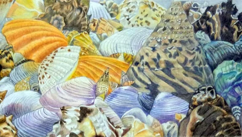 She sells seas shells She sells seas shells