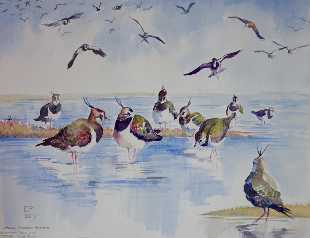Lapwings -watercolour on Not paper, 16x12" Lapwings -watercolour on Not paper, 16x12"