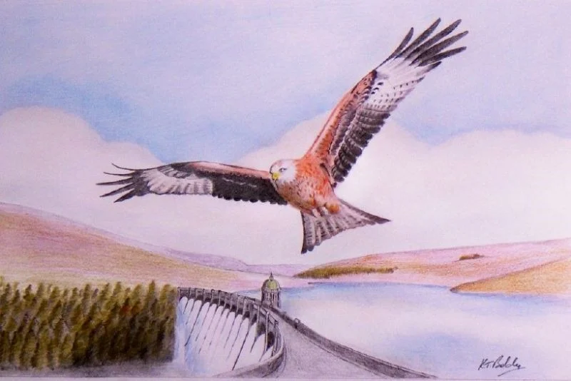 Red Kite over the Elan Valley Red Kite over the Elan Valley