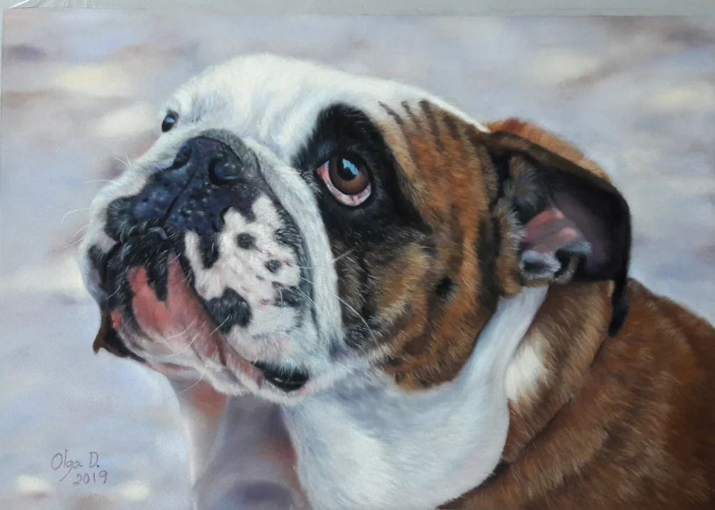 English Bulldog English Bulldog