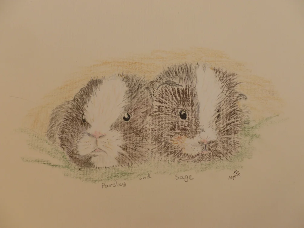 Guinea pig portrait Guinea pig portrait