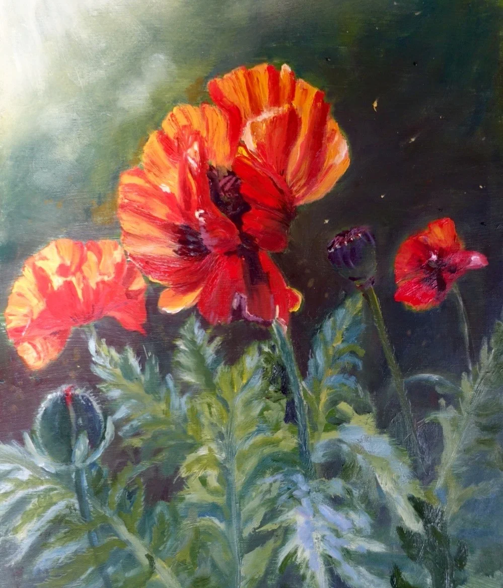 Oriental poppies Oriental poppies
