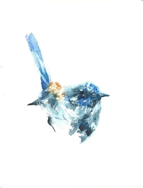 Blue wren Blue wren