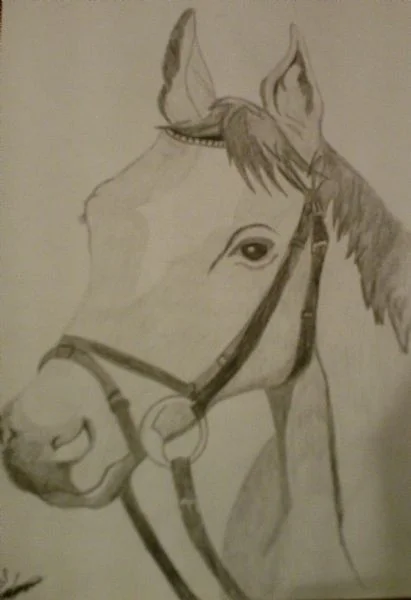 A horse Alert A horse Alert
