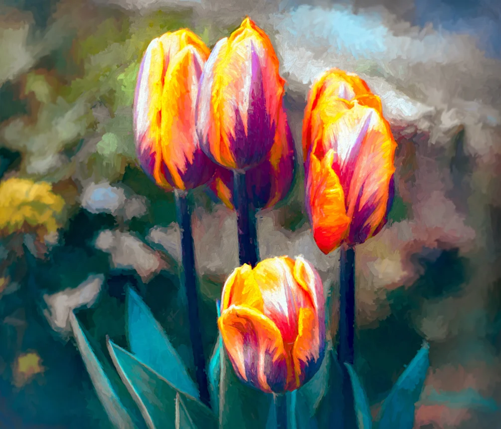 Morning Tulips Morning Tulips