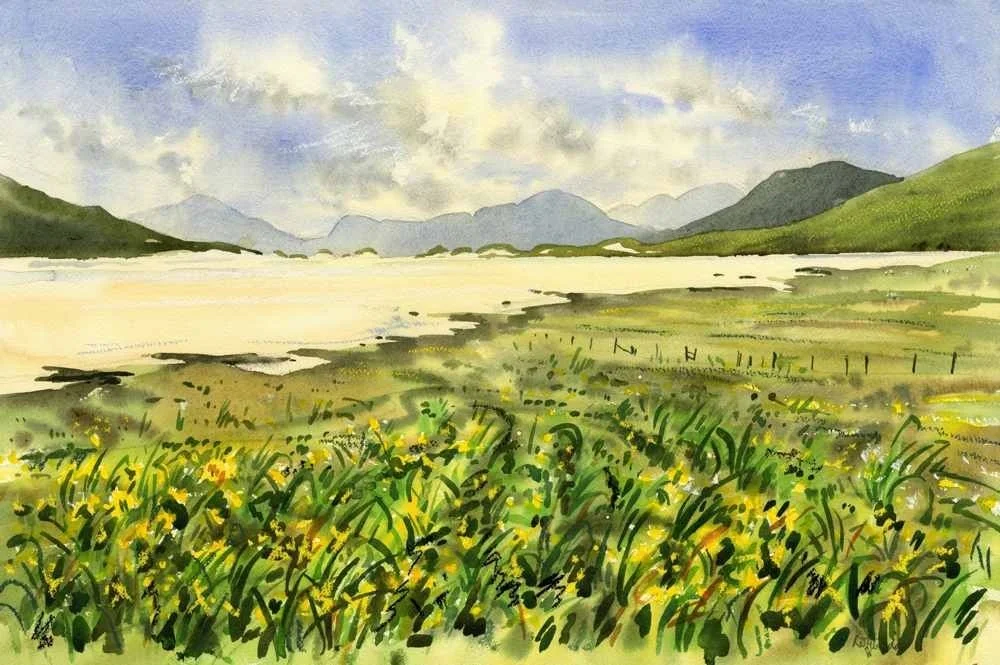 Irises, Northton Machair Irises, Northton Machair