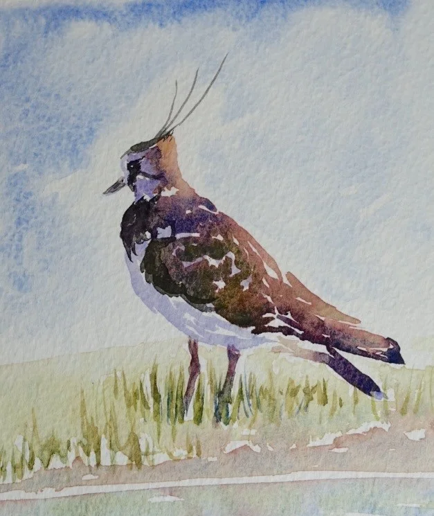 Lapwing Lapwing