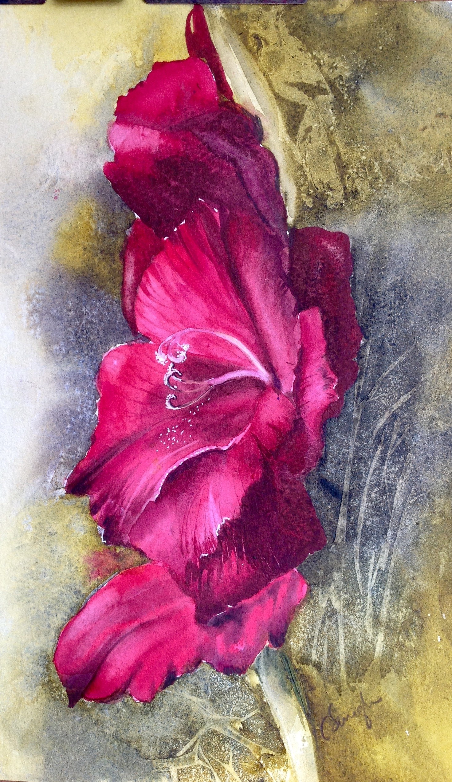 Gladiolus