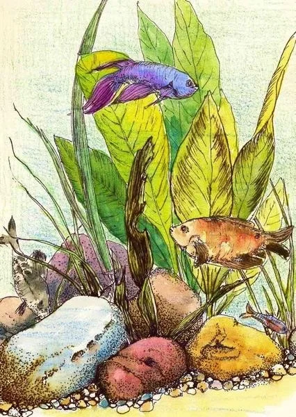 Fish tank Fish tank
