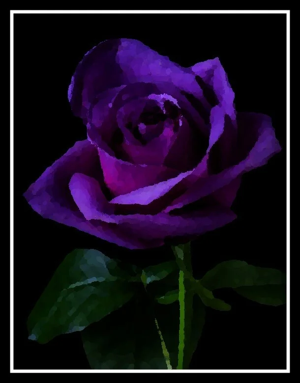 Purple Purple