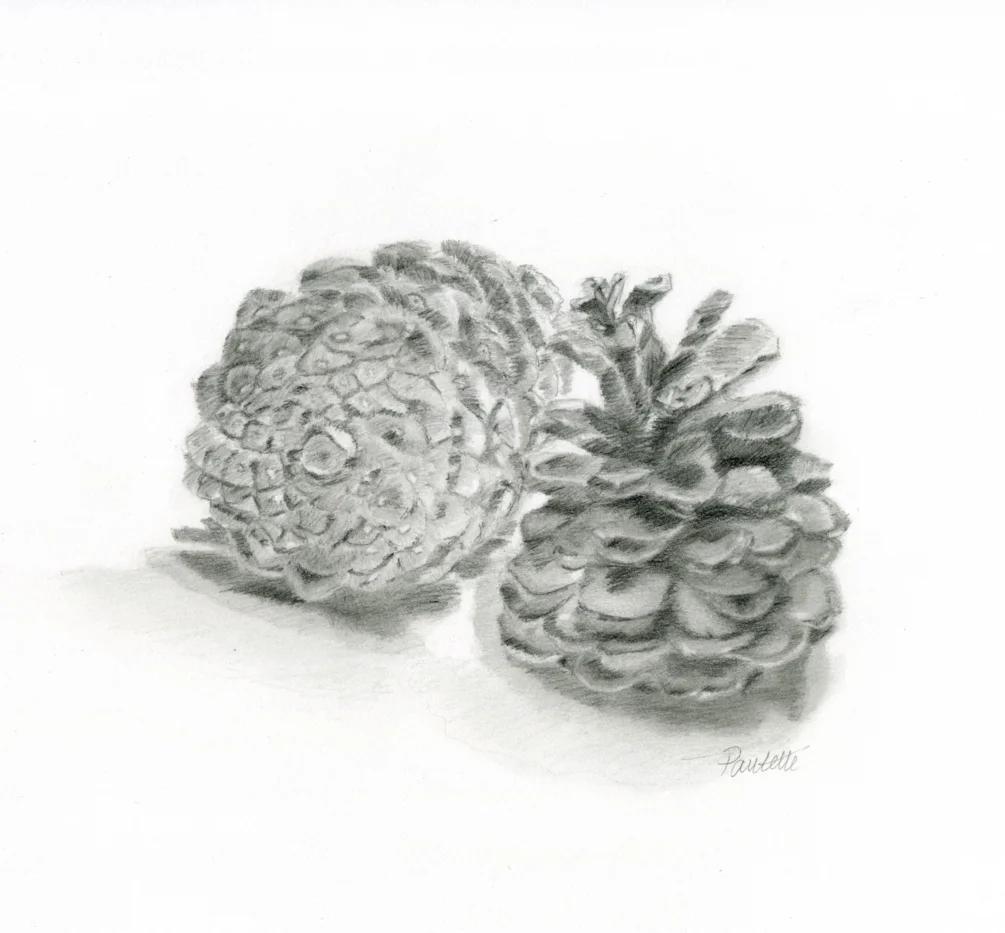 Winter Cones Winter Cones
