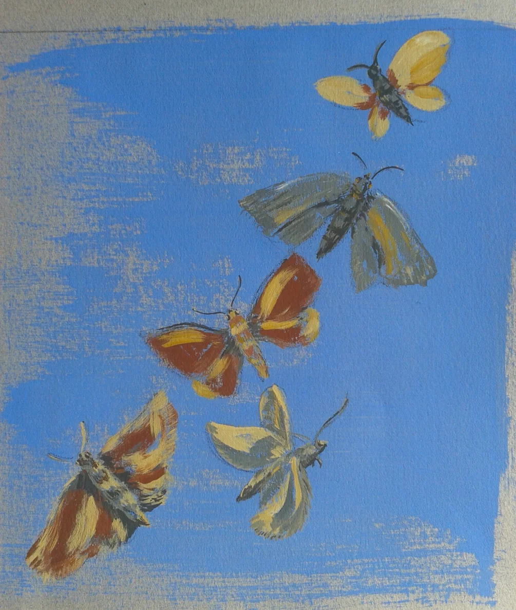 Moth Studies Moth Studies