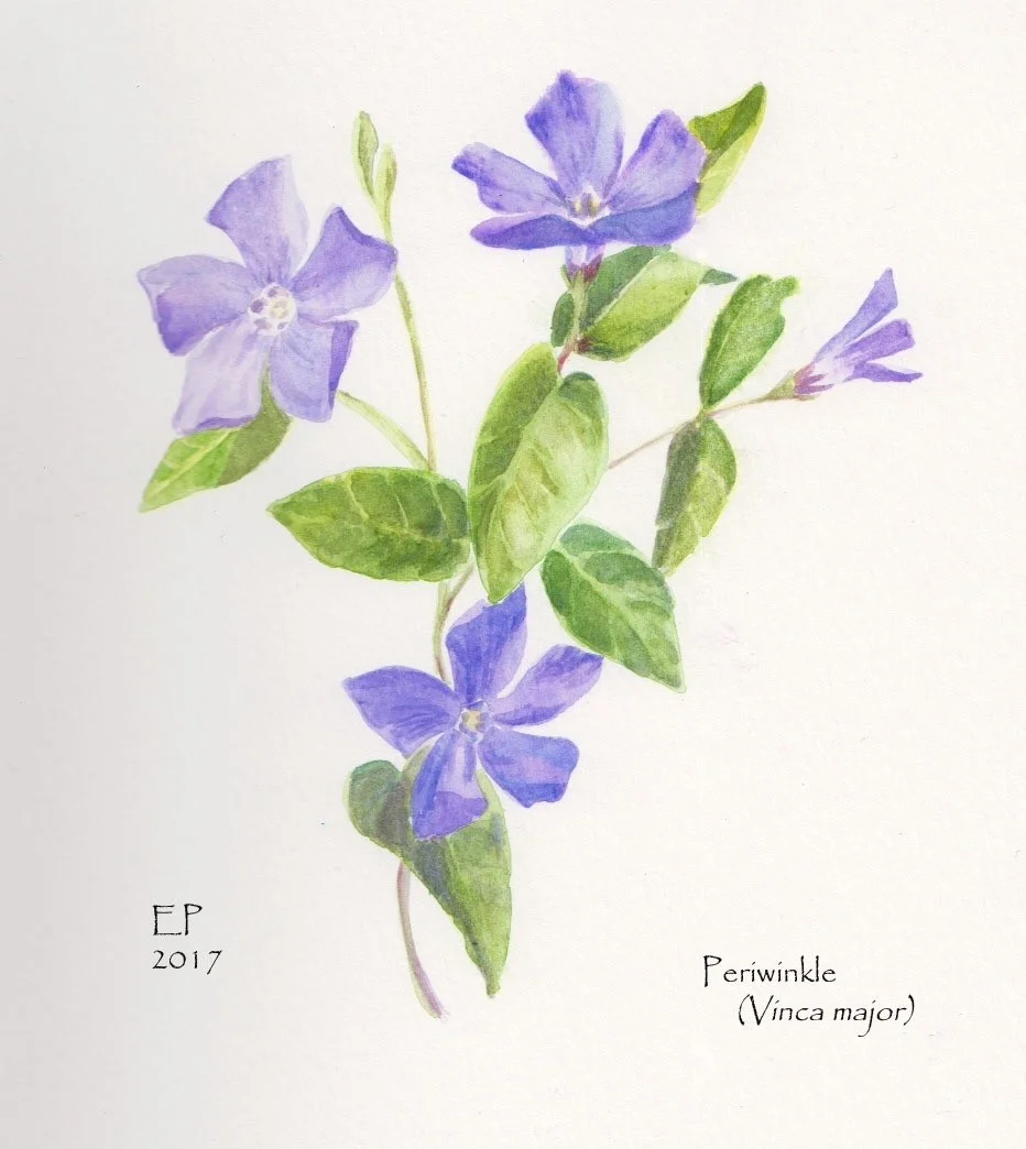 Periwinkle Periwinkle
