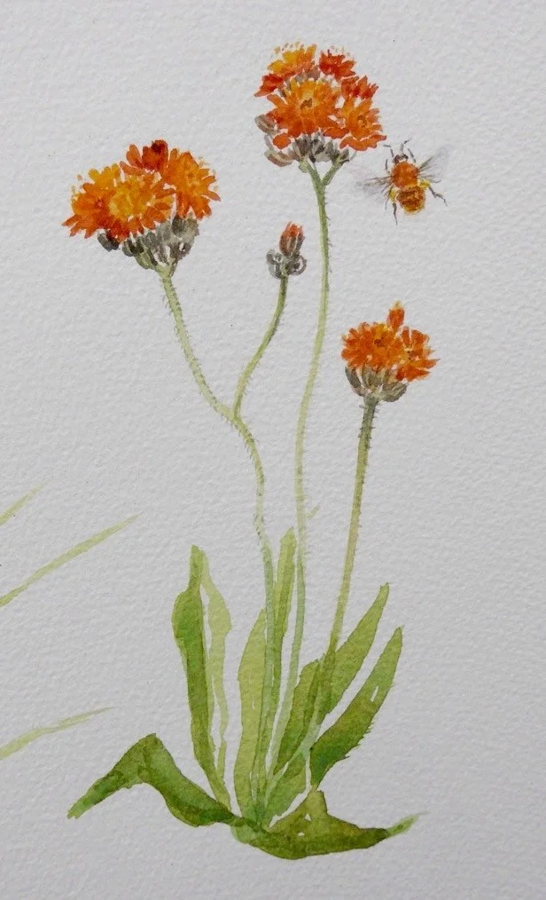 Fox-and-cubs Fox-and-cubs