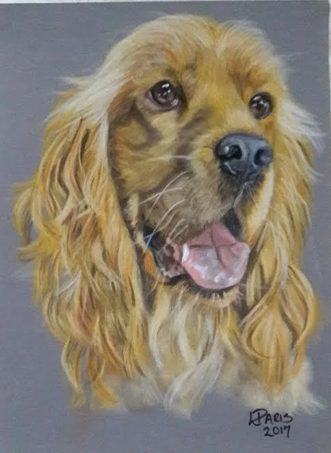 Cocker Spaniel Cocker Spaniel