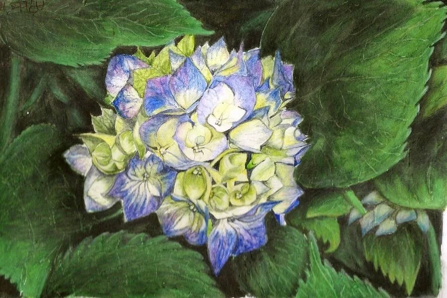 hydrangea hydrangea