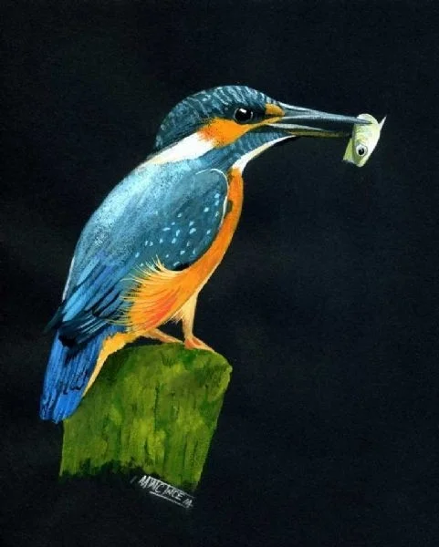 Kingfisher Kingfisher