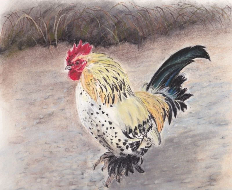 Cock of the Walk Cock of the Walk