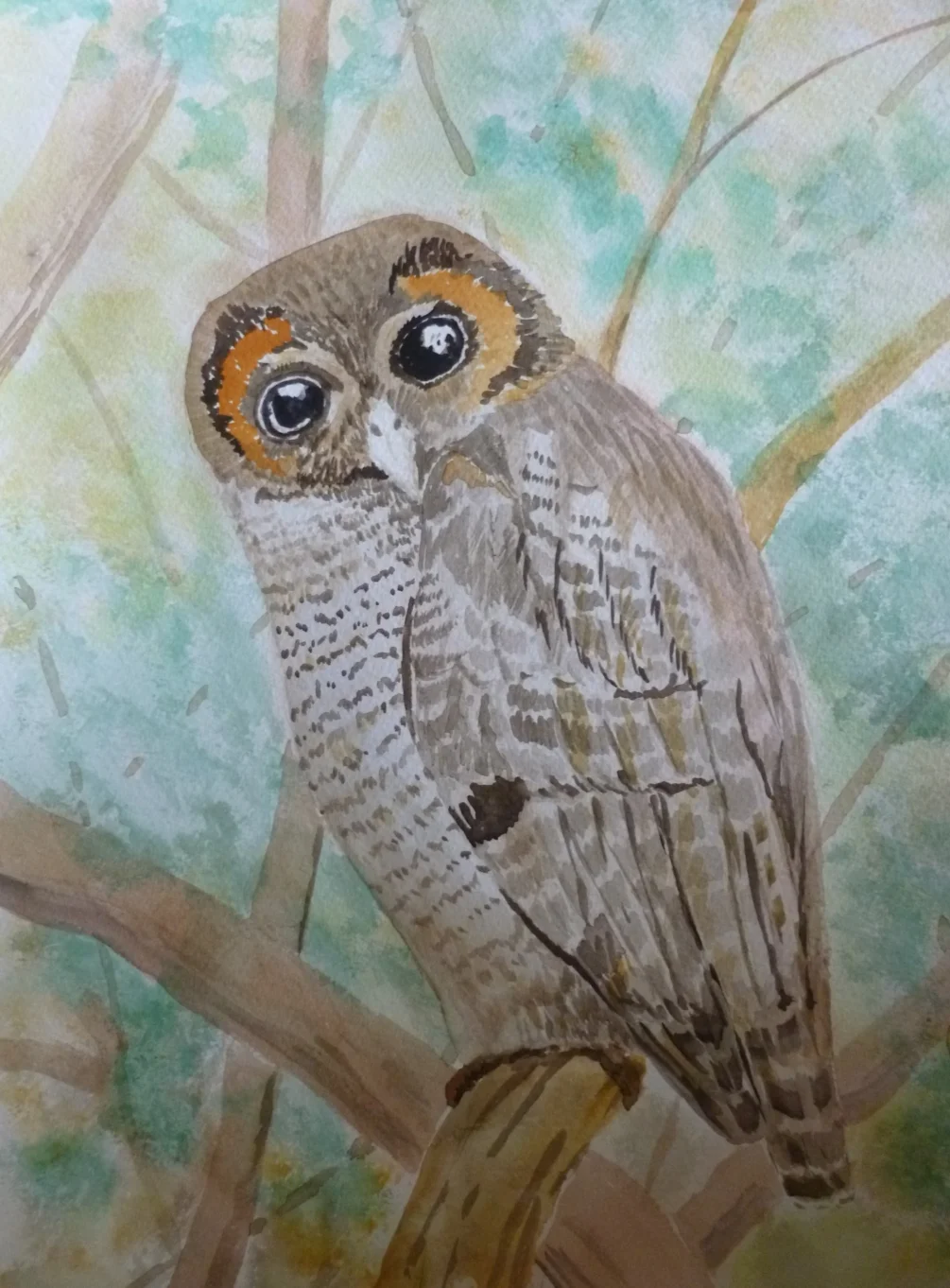 Brown wood owl Brown wood owl