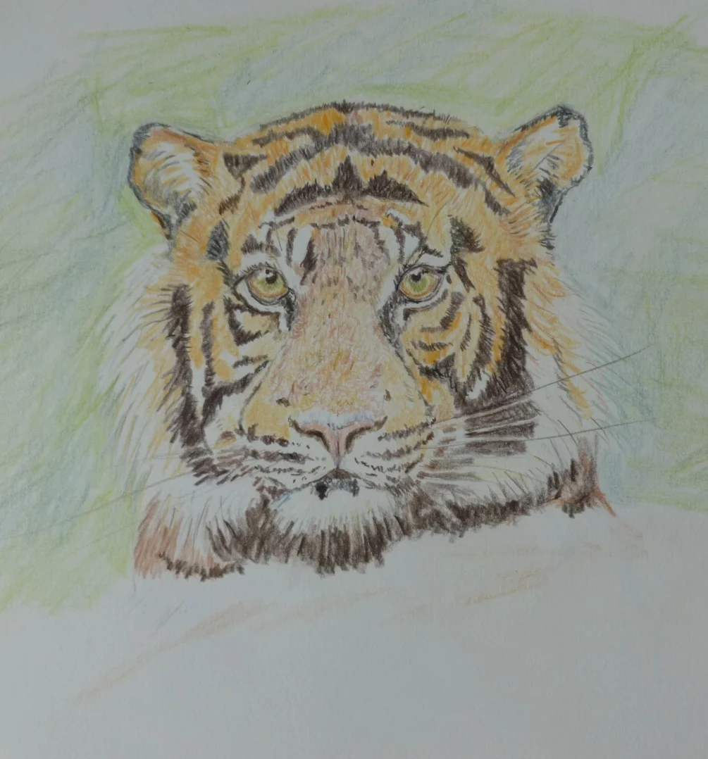 Tiger portrait Tiger portrait