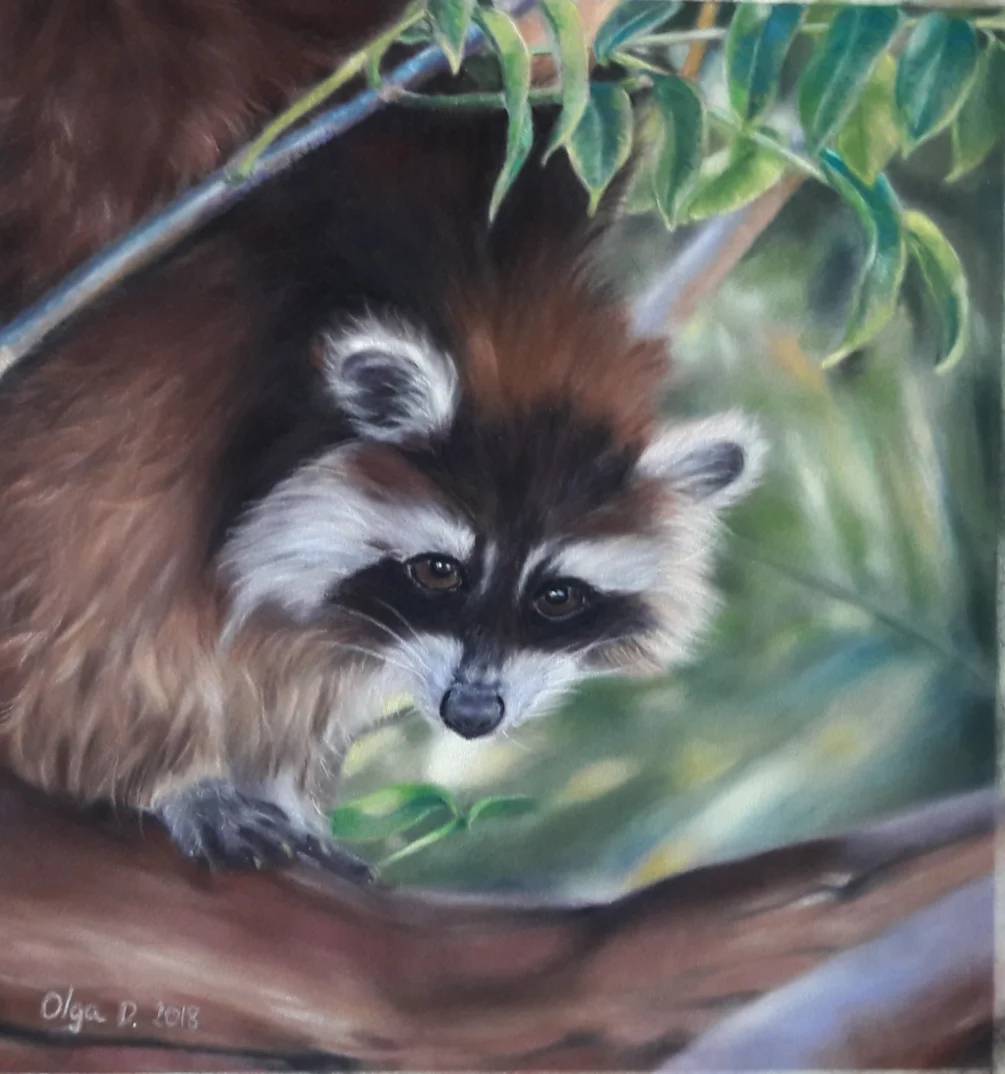 Raccoon Raccoon