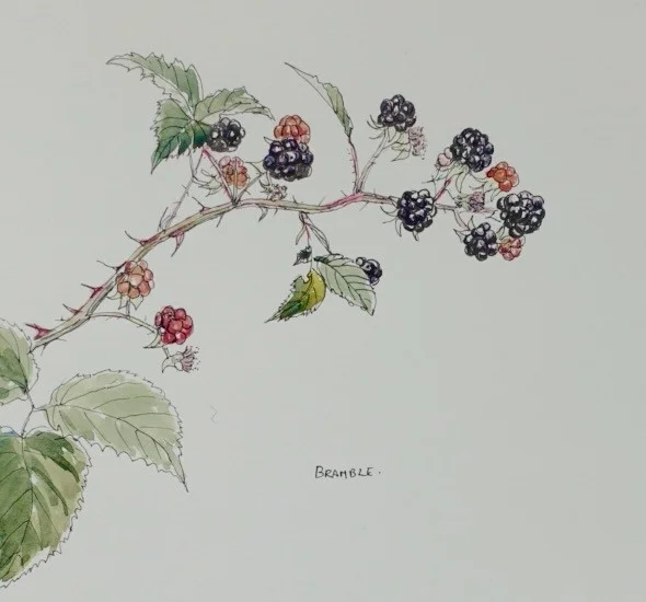 Brambles Brambles
