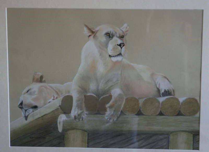 Lionesses Lionesses