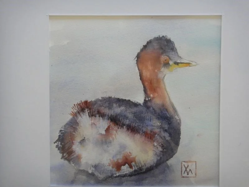 Little Grebe on the River Lea Little Grebe on the River Lea