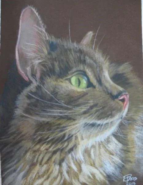 Cat Portrait Cat Portrait