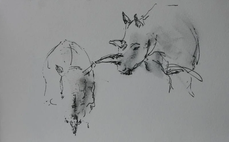 Rhino Rhino