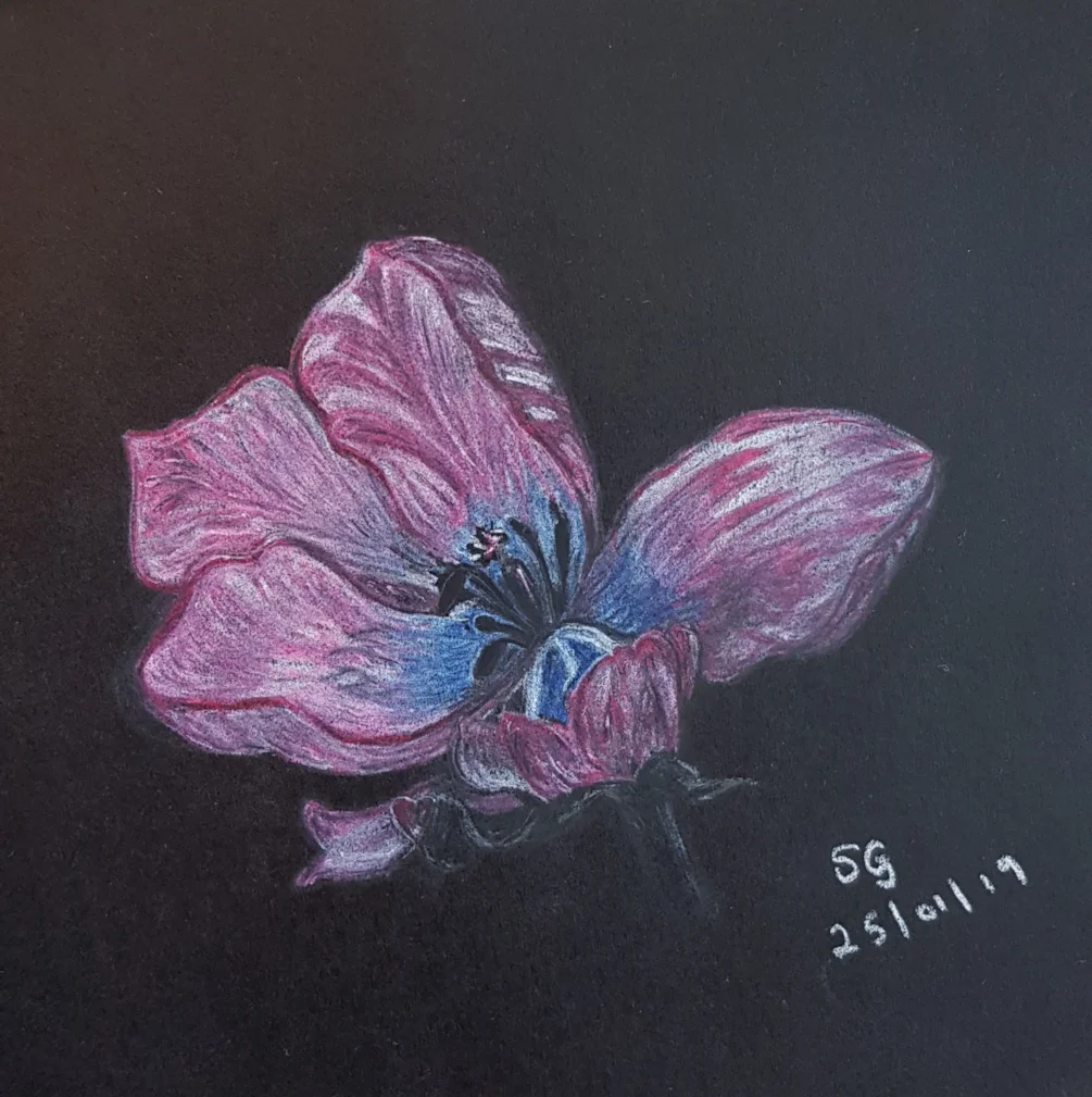 Tulip in Pastel Tulip in Pastel