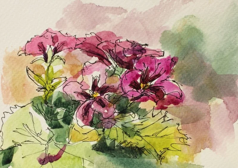 Purple Pelargonium Purple Pelargonium