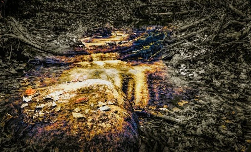 Forest Stream Forest Stream