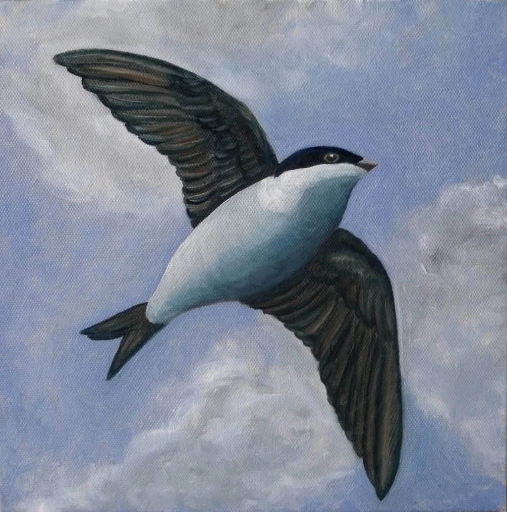 H is for Housemartin H is for Housemartin
