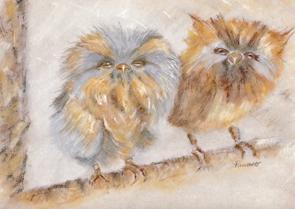Owl Babies Owl Babies