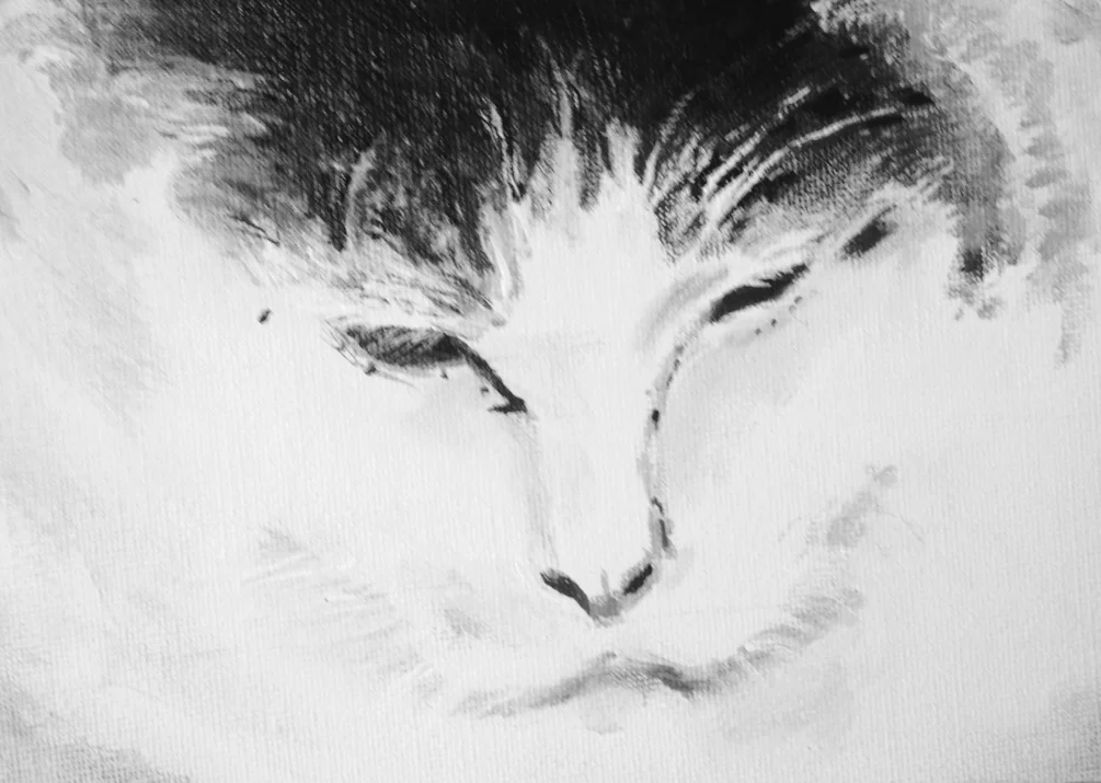 Quick, contrasty contented cat Quick, contrasty contented cat