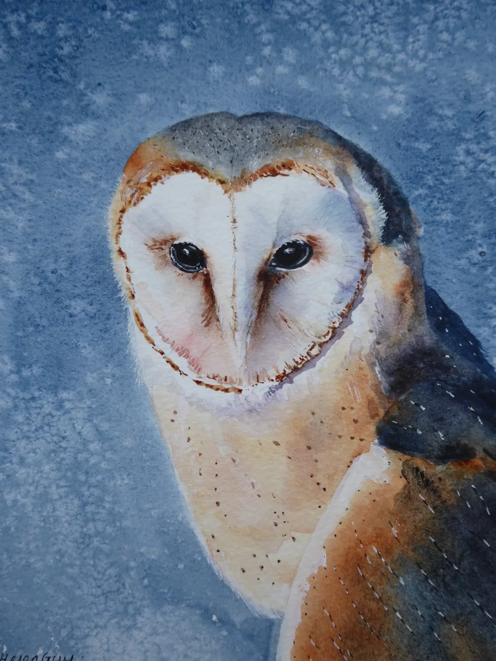 Barn Owl, winter Barn Owl, winter
