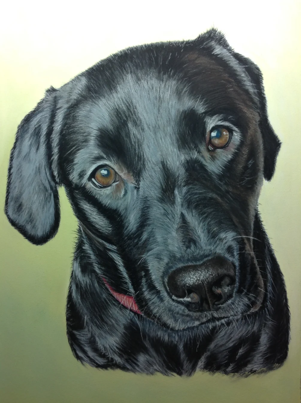 Bonnie the Labrador Bonnie the Labrador