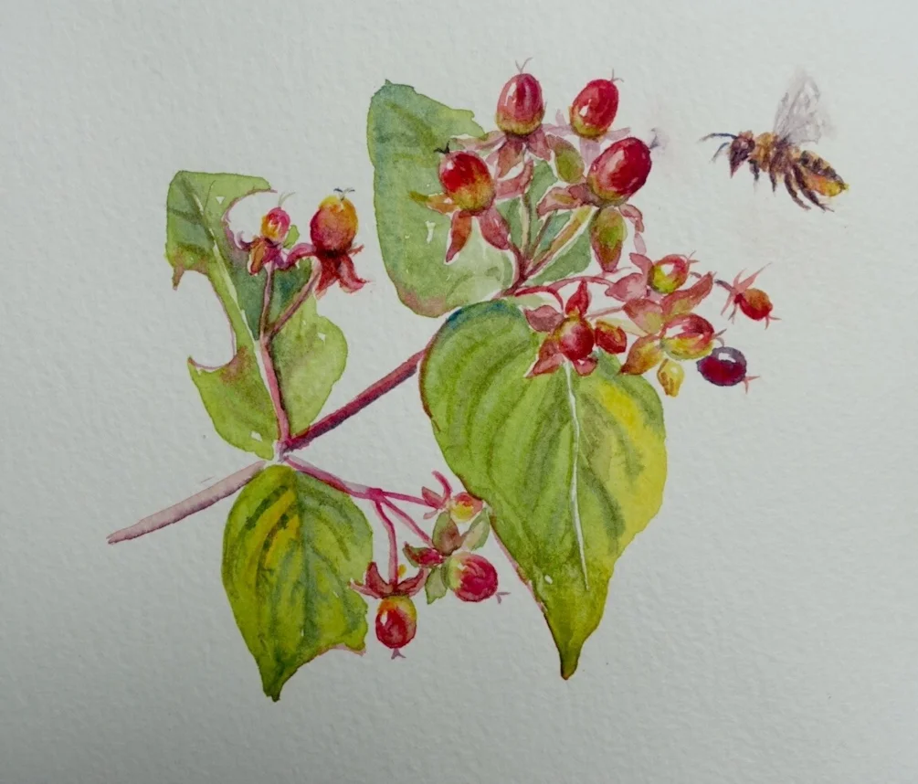 Leafcutter bee and tutsan Leafcutter bee and tutsan