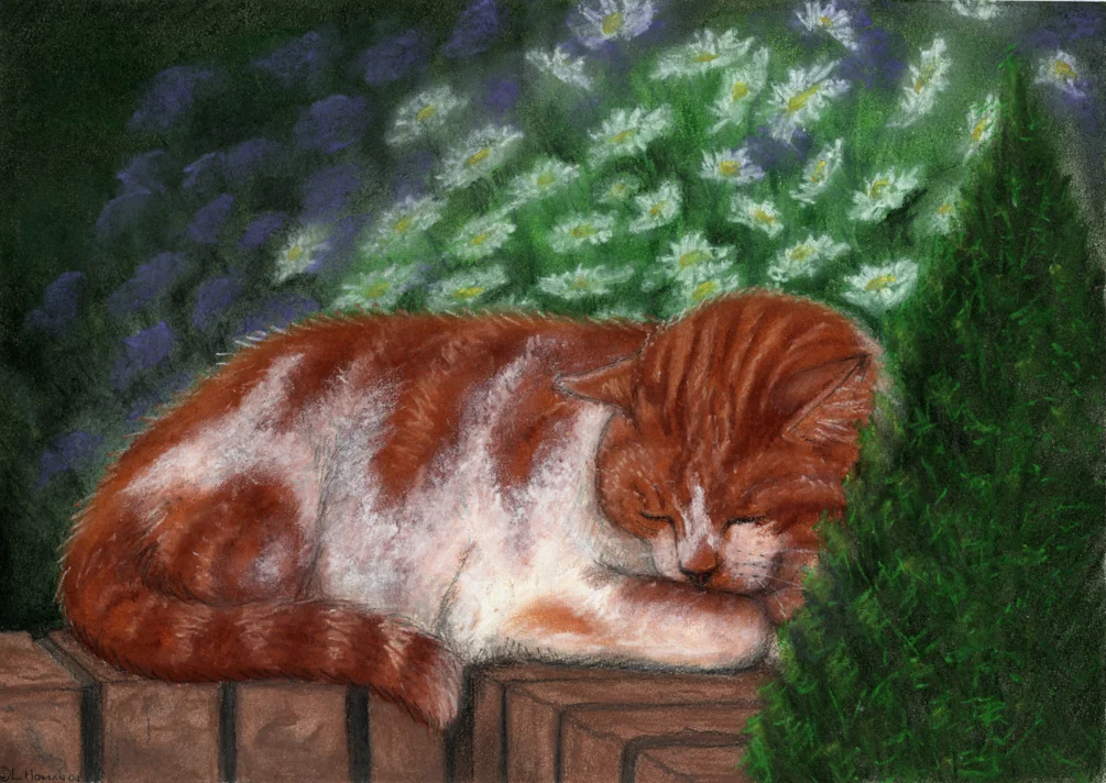 Afternoon Nap Afternoon Nap
