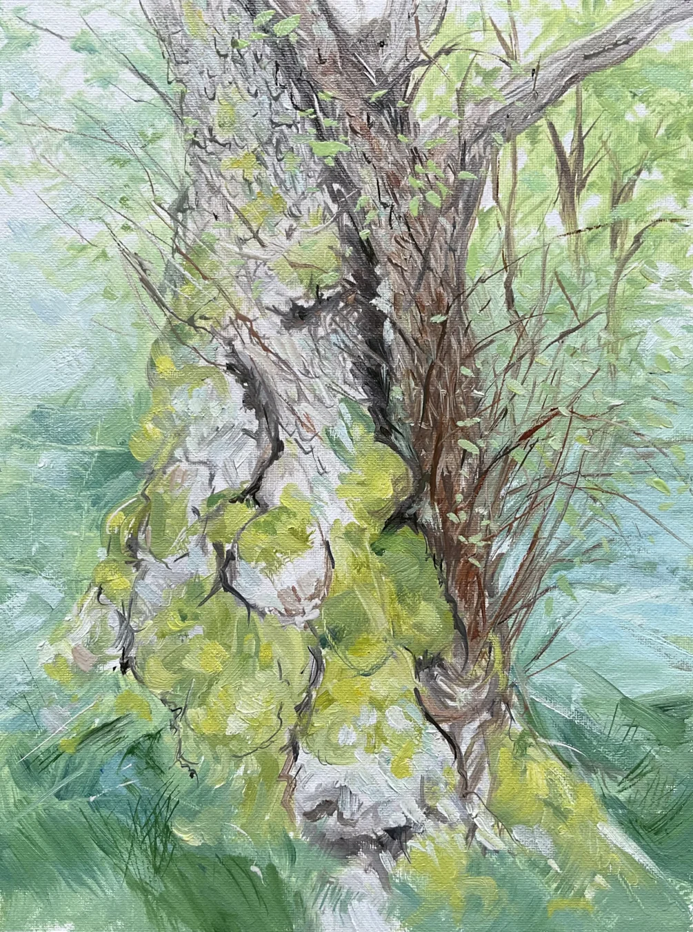 Alder Alder