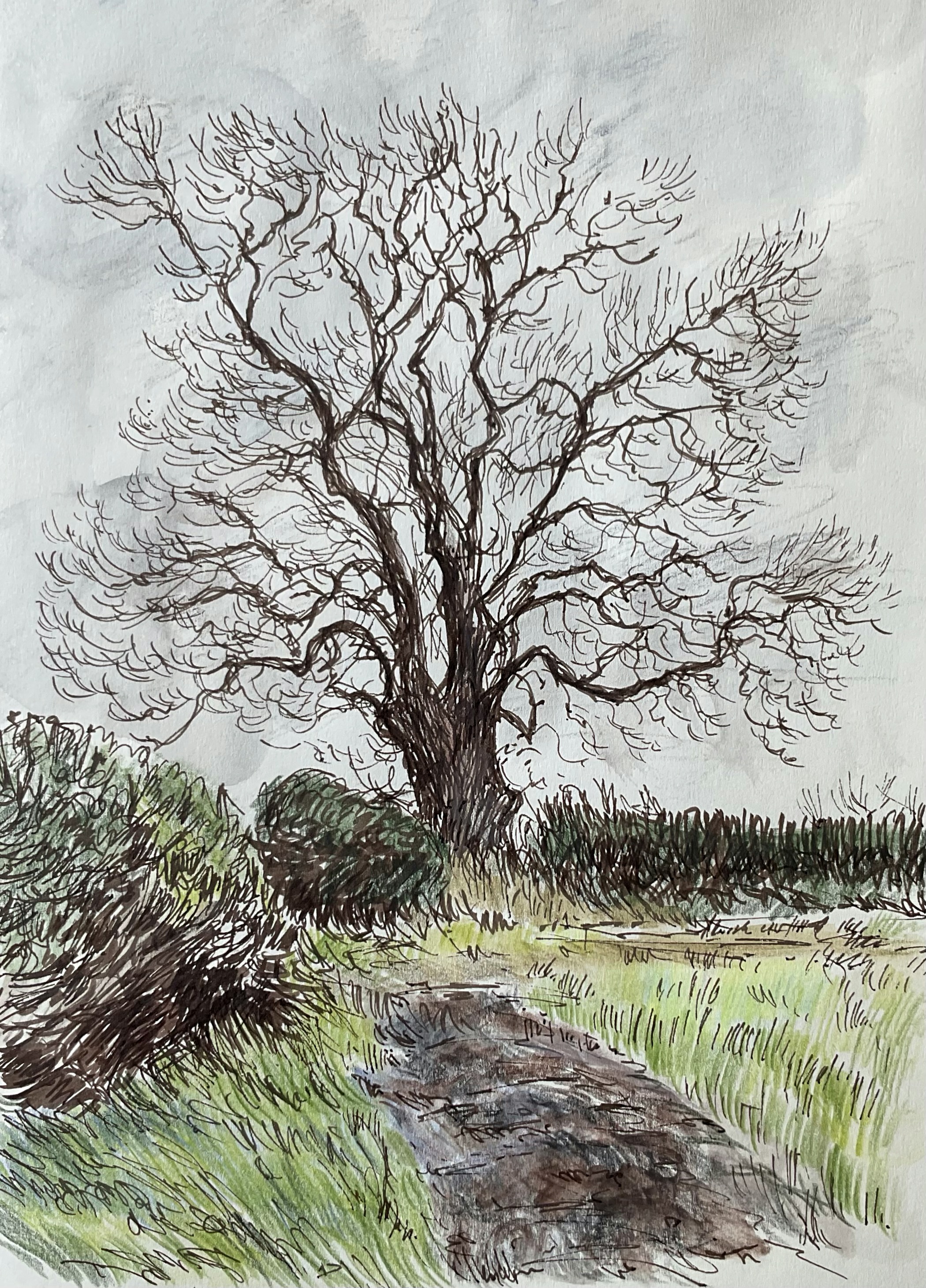 Ash tree