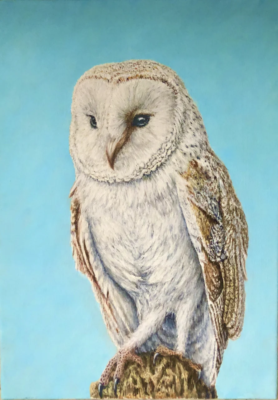 Barn Owl (2) Barn Owl (2)