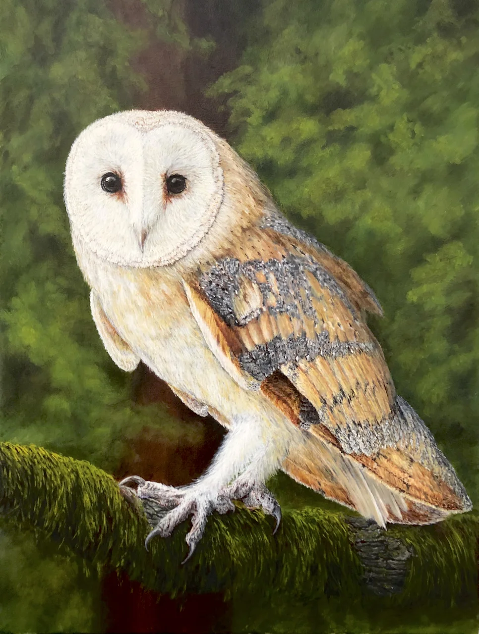 Barn owl1 Barn owl1