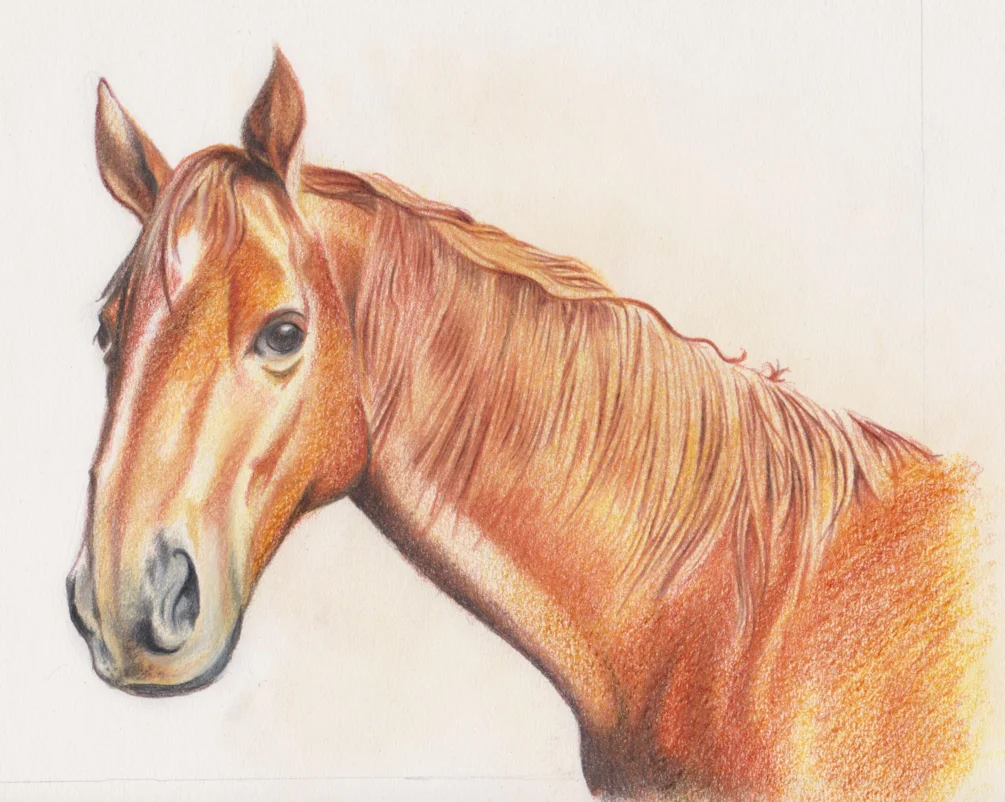 Bay Horse 001 Bay Horse 001